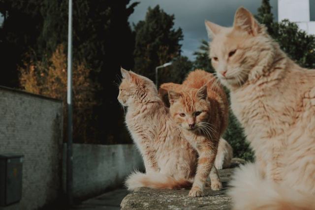 Arbre a chat pompon : l'accessoire chat qu'il vous faut Arbre a chat pompon : l'accessoire chat qu'il vous faut