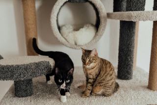 Arbre a chat solide et stable : accessoire chat kawaii Chat Bada