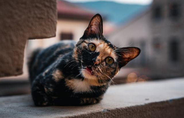 Bague karl lagerfeld : l'accessoire chat qu'il vous faut