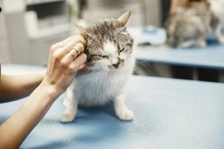 Bague chat solitaire : cadeau chat original sur Chat Bada