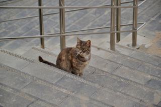 Bague chat solitaire : cadeau chat original sur Chat Bada