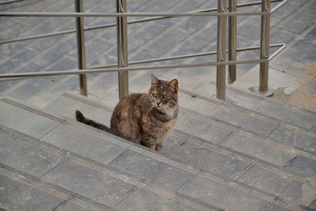 Bague chat solitaire : l'accessoire chat qu'il vous faut Bague chat solitaire : l'accessoire chat qu'il vous faut