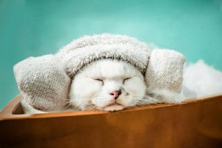 Bonnet pour chat : cadeau chat original sur Chat Bada