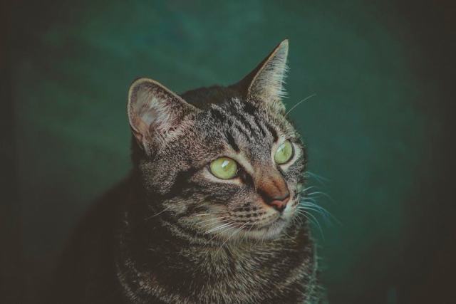 Cartable arc en ciel : l'accessoire chat qu'il vous faut