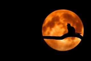 Chat pleine lune : cadeau chat original sur Chat Bada
