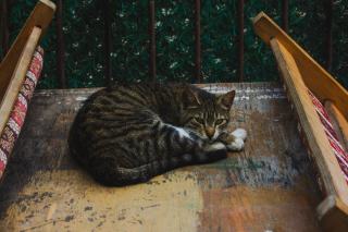 Chat pleine lune : cadeau chat original sur Chat Bada