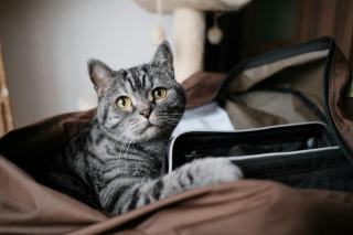 Cartable pour chat | Chat Bada