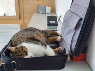Cartable solide : cadeau chat original sur Chat Bada