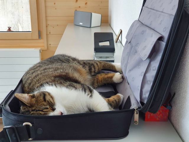 Cartable solide : l'accessoire chat qu'il vous faut