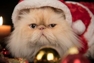 Chat costume père noel : cadeau chat original sur Chat Bada