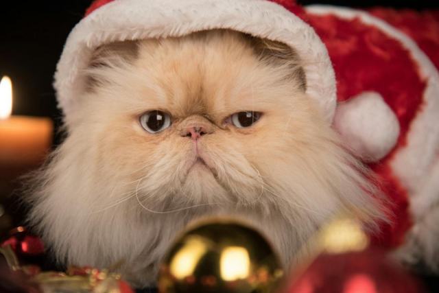 Chat costume père noel : l'accessoire chat qu'il vous faut