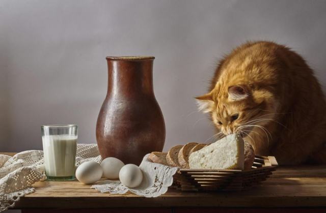 Chat pain de mie : l'accessoire chat qu'il vous faut Chat pain de mie : l'accessoire chat qu'il vous faut