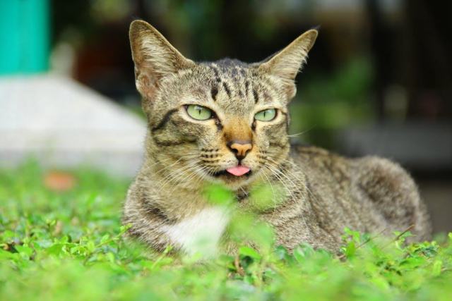 Chausson chat enfant : l'accessoire chat qu'il vous faut