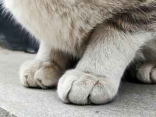Chausson patte de chat : cadeau chat original sur Chat Bada