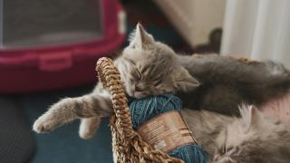 Chausson pour chaton : cadeau chat original sur Chat Bada