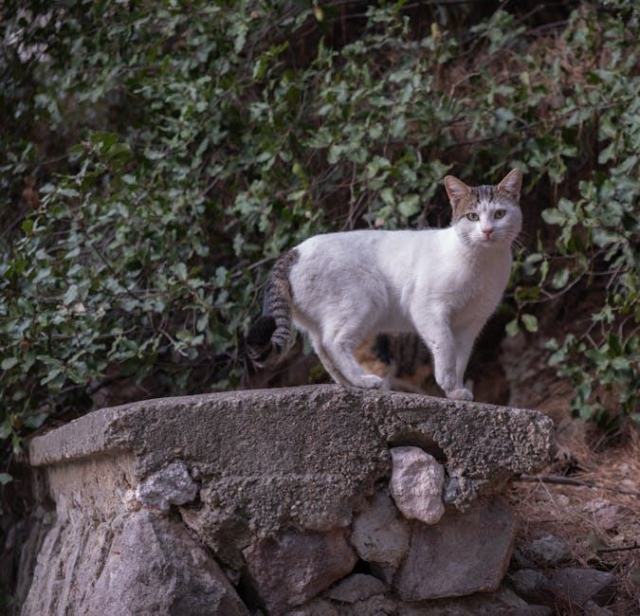 Chausson chat souriant : l'accessoire chat qu'il vous faut