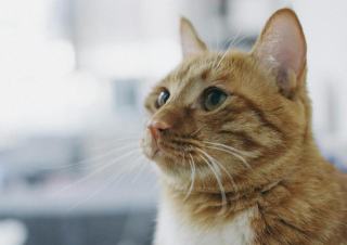 Chat alternative : cadeau chat original sur Chat Bada