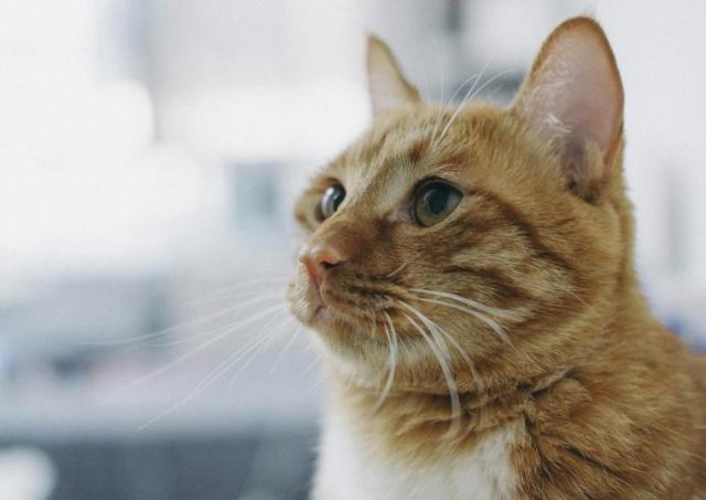 Chat alternative : l'accessoire chat qu'il vous faut