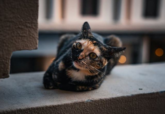 Colonne griffoir chat : l'accessoire chat qu'il vous faut