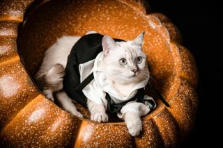 Costume chat guitare : cadeau chat original sur Chat Bada