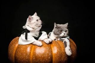 Costume citrouille : cadeau chat original sur Chat Bada