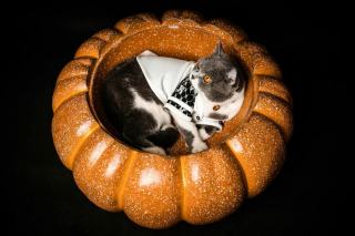 Costume halloween chat : cadeau chat original sur Chat Bada