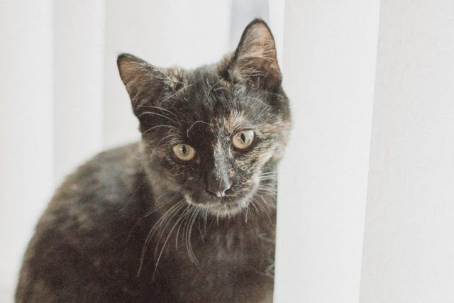 Costume pour chat halloween : l'accessoire chat qu'il vous faut