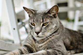 Couette motif chat | Chat Bada