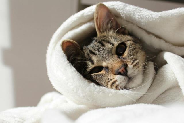 Couverture chat : l'accessoire chat qu'il vous faut Couverture chat : l'accessoire chat qu'il vous faut