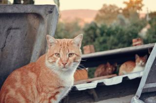 Couverture chat : cadeau chat original sur Chat Bada