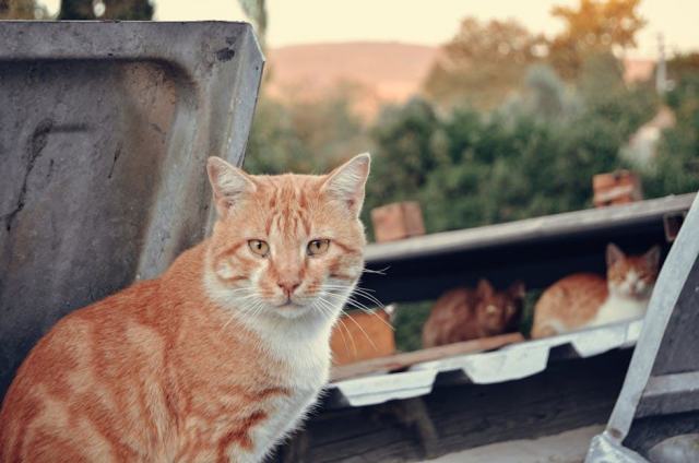 Couverture chat : l'accessoire chat qu'il vous faut