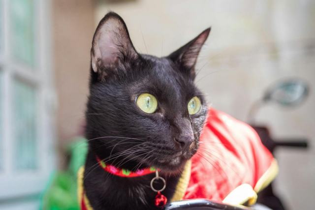 Deguisement empereur pour chat : détail produit et avis