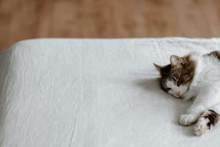 Drap chat : cadeau chat original sur Chat Bada