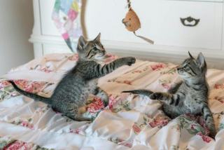 Drap housse chat | Chat Bada