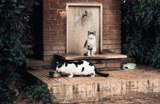 Fontaine pour chat ceramique : cadeau chat original sur Chat Bada