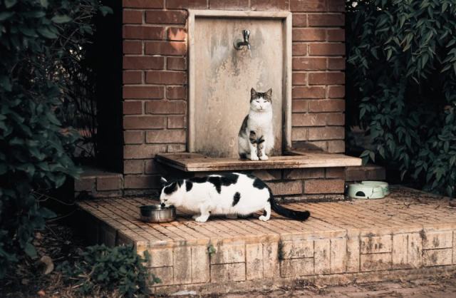 Fontaine pour chat ceramique : l'accessoire chat qu'il vous faut