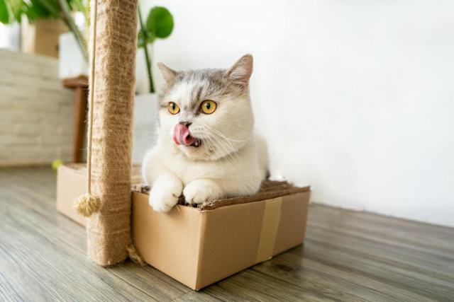 Griffoir carton chat : détail produit et avis