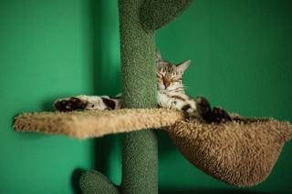 Arbre a chat cactus : cadeau chat original sur Chat Bada