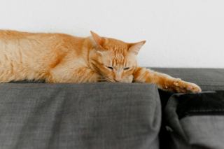 Griffoir canapé : cadeau chat original sur Chat Bada