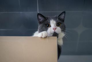 Griffoir chat carton design | Chat Bada