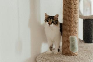Griffoir chat design : cadeau chat original sur Chat Bada