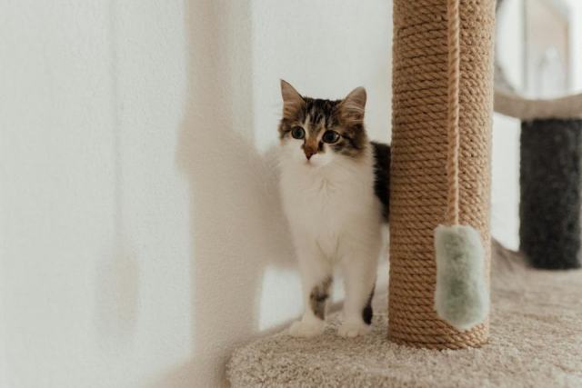 Griffoir chat design : l'accessoire chat qu'il vous faut Griffoir chat design : l'accessoire chat qu'il vous faut