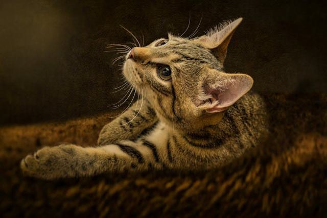 Griffoir chat original : l'accessoire chat qu'il vous faut