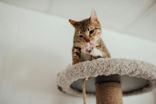 Griffoir chat original : cadeau chat original sur Chat Bada