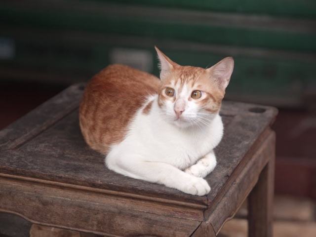Griffoir chat pied de table : l'accessoire chat qu'il vous faut