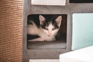 Cube chat : cadeau chat original sur Chat Bada
