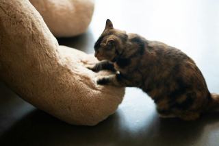 Grosse peluche chat : cadeau chat original sur Chat Bada