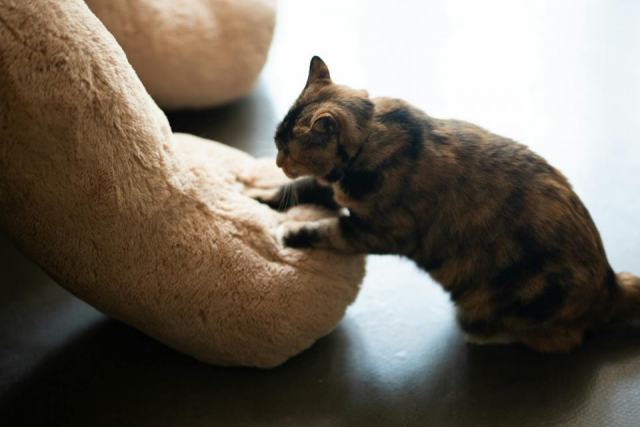 Grosse peluche chat : l'accessoire chat qu'il vous faut