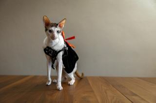 Habit robe pour chat classique | Chat Bada