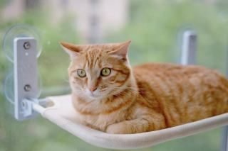 Hamac chaise pour chat | Chat Bada